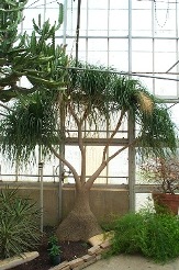 Ponytail Palm, Beaucarnea recurvata